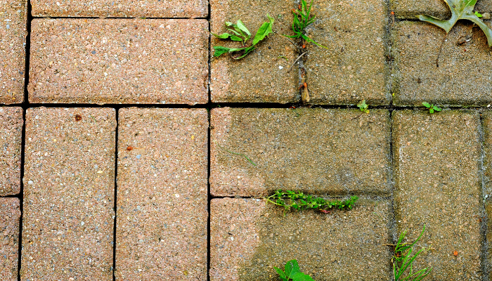 Why Does My Patio Go Green?