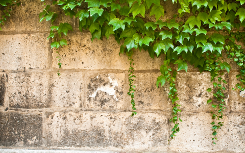 How Can You Remove Ivy From Your Brick Walls?