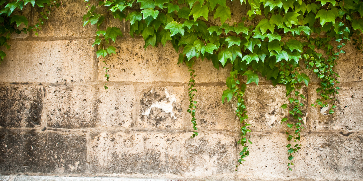 How Can You Remove Ivy From Your Brick Walls?