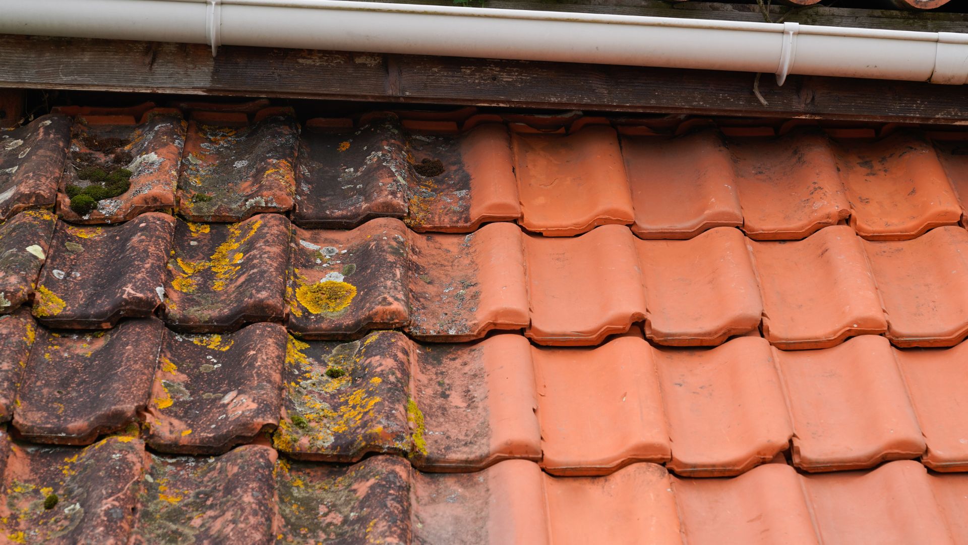 Cloud 9 Cleanup The Benefits of Roof Steam Cleaning Token Cleaning